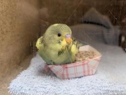Shelter Stray Male Bird last seen Near BLOCK 158TH PL SE, COVINGTON WA 98042, 21615 64th Ave S, Kent, WA 98032, USA