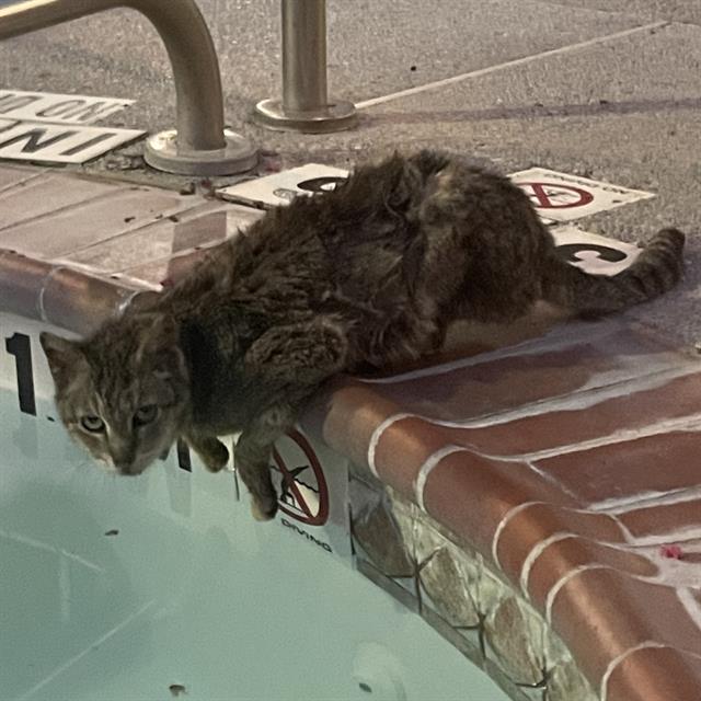 Shelter Stray Female Cat last seen Near BLOCK S LAREDO ST, 4710 TX-151, San Antonio, TX 78227, USA