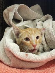 Shelter Stray Male Cat last seen , 4000 N Silverbell Rd, Tucson, AZ 85745, USA