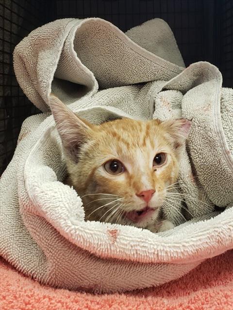 Shelter Stray Male Cat last seen , 4000 N Silverbell Rd, Tucson, AZ 85745, USA