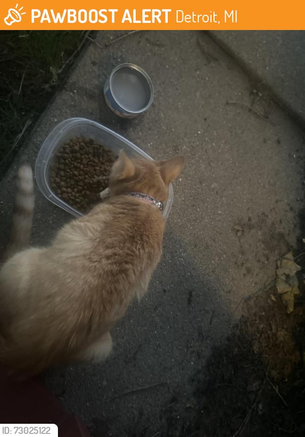 Found/Stray Female Cat last seen Central , Detroit, MI 48210