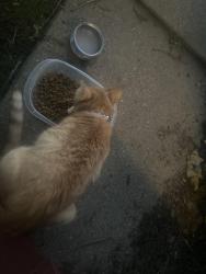 Found/Stray Female Cat last seen Central , Detroit, MI 48210
