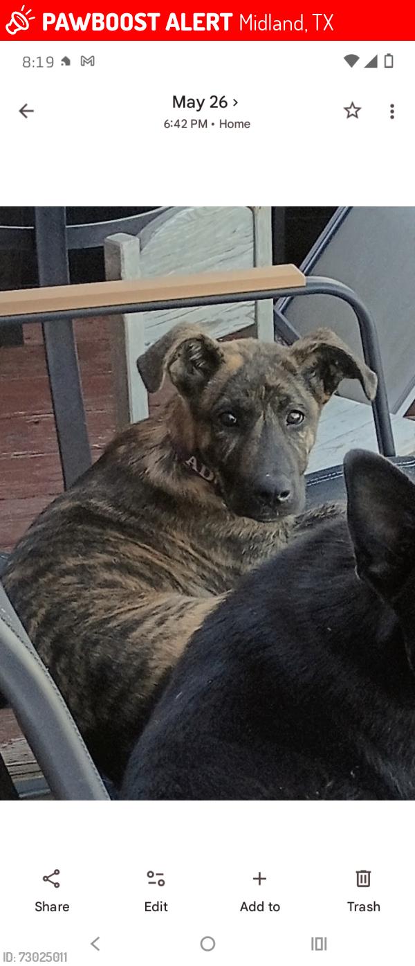 Lost Male Dog last seen Near West county road 123 Midland TX , Midland, TX 79706