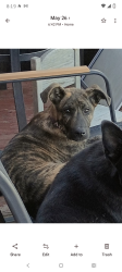 Lost Male Dog last seen Near West county road 123 Midland TX , Midland, TX 79706