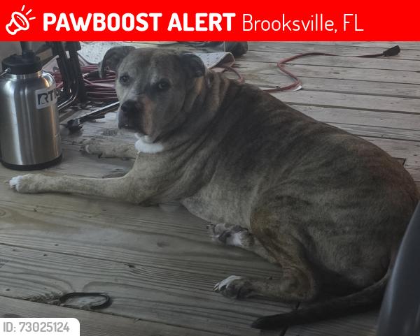 Lost Female Dog last seen California St and Tampa Rd, Brooksville, FL 34605
