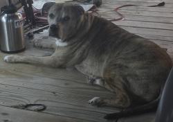 Lost Female Dog last seen California St and Tampa Rd, Brooksville, FL 34605