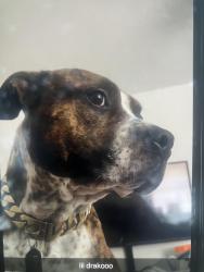 Lost Male Dog last seen Leroy parkway, Elm Mott, TX 76640