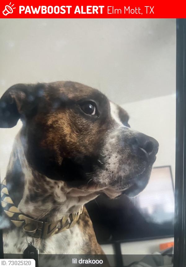 Lost Male Dog last seen Leroy parkway, Elm Mott, TX 76640