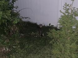 Found/Stray Unknown Cat last seen Weavertown Road & Harmony Hill Drive, North Lebanon Township, PA 17046