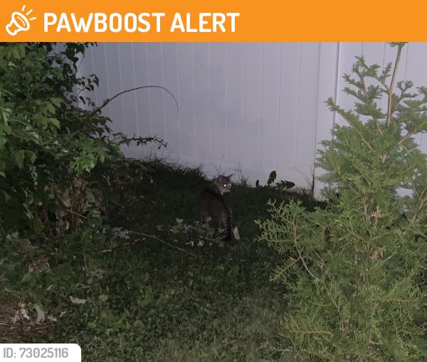 Found/Stray Unknown Cat last seen Weavertown Road & Harmony Hill Drive, North Lebanon Township, PA 17046