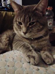 Lost Male Cat last seen Hamilton and Egerton, London, ON N5Z 2G9