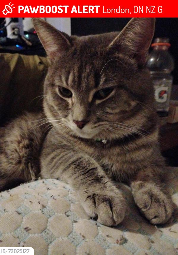 Lost Male Cat last seen Hamilton and Egerton, London, ON N5Z 2G9