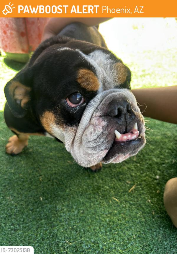 Found/Stray Female Dog last seen 87th avenue and Thomas road, Phoenix, AZ 85037
