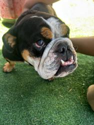Found/Stray Female Dog last seen 87th avenue and Thomas road, Phoenix, AZ 85037