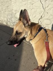 Reunited Male Dog last seen Near East 4th St, Los Angeles, CA 90033, USA, Los Angeles, CA 90033