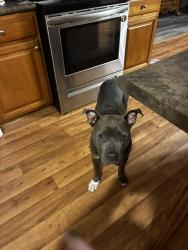 Lost Male Dog last seen Beard rd,River rd, Eastover, NC 28312