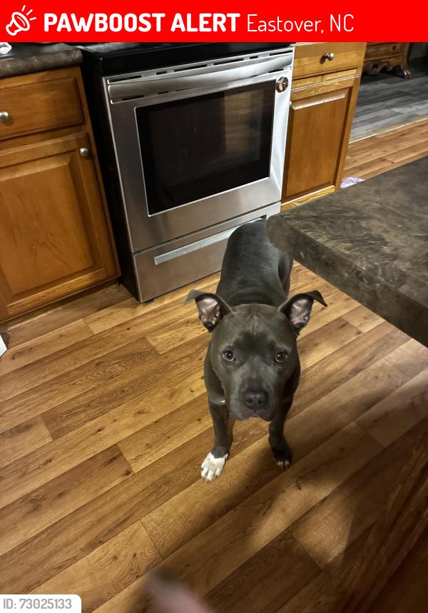 Lost Male Dog last seen Beard rd,River rd, Eastover, NC 28312