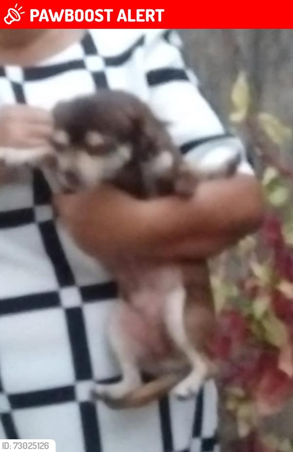 Lost Male Dog last seen Northam y geminis, Los Angeles County, CA 91744