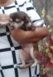 Lost Male Dog last seen Northam y geminis, Los Angeles County, CA 91744