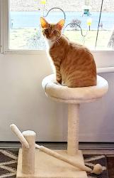 Lost Male Cat last seen Spring Hill Road/Old Mill Road, Old Bridge, NJ 08857