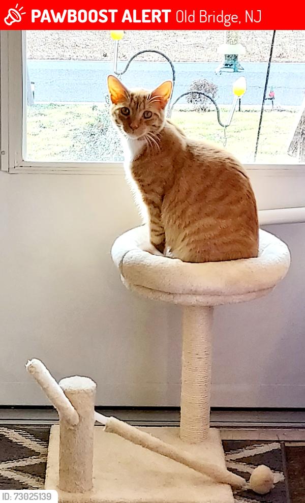 Lost Male Cat last seen Spring Hill Road/Old Mill Road, Old Bridge, NJ 08857