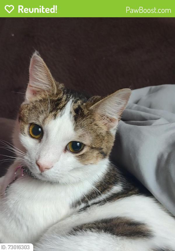 Reunited Female Cat last seen Kroger, Pewee Valley, KY 40056