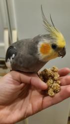 Reunited Male Bird last seen Hutchinson Rd & Arneytown-Hornerstown Rd, Upper Freehold, NJ 08501
