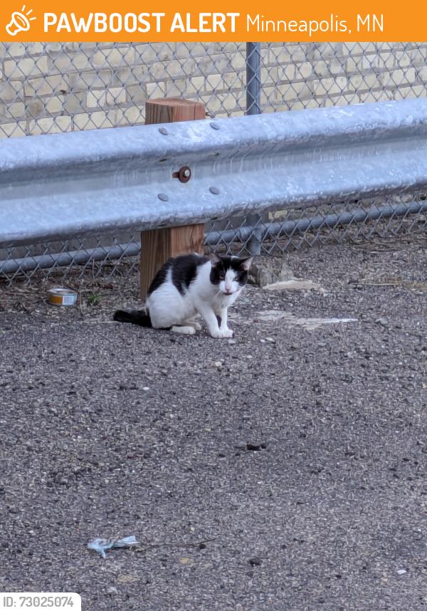 Found/Stray Unknown Cat last seen South 13th Street and Yale Place, Minneapolis, MN 55403