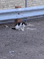 Found/Stray Unknown Cat last seen South 13th Street and Yale Place, Minneapolis, MN 55403