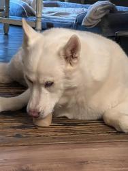 Reunited Female Dog last seen Near King Dr SE, Conyers, GA 30094, USA, Conyers, GA 30094