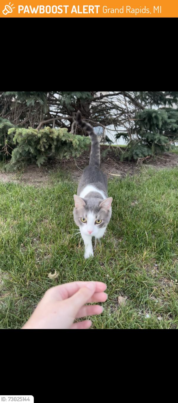 Found/Stray Male Cat last seen Beckwith Place apmts, Grand Rapids, MI 49505
