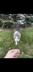 Found/Stray Male Cat last seen Beckwith Place apmts, Grand Rapids, MI 49505