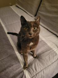 Lost Female Cat last seen Timberlake preserve , Youngsville, NC 27596