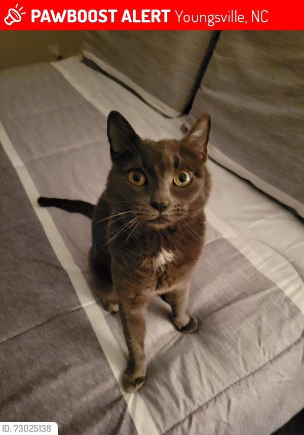 Lost Female Cat last seen Timberlake preserve , Youngsville, NC 27596
