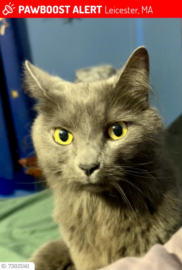 Lost Male Cat last seen Wendy Pl, Leicester, MA 01542