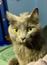 Lost Male Cat last seen Wendy Pl, Leicester, MA 01542