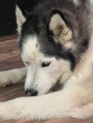 Reunited Female Dog last seen Near King Dr SE, Conyers, GA 30094, USA, Conyers, GA 30094