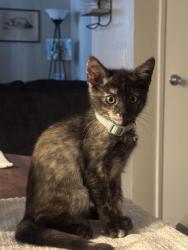 Lost Female Cat last seen Near Sea Cliff Way, Oceanside, CA 92056
