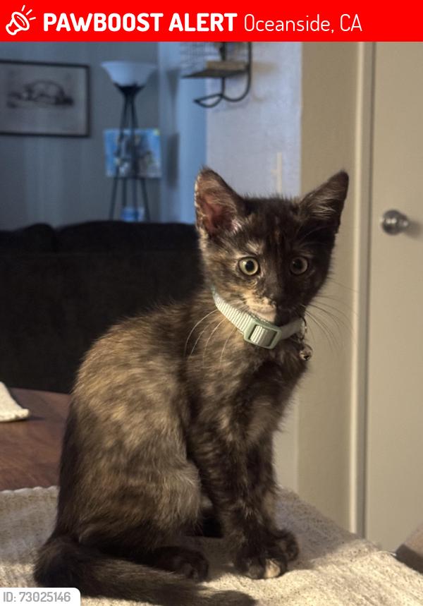 Lost Female Cat last seen Near Sea Cliff Way, Oceanside, CA 92056