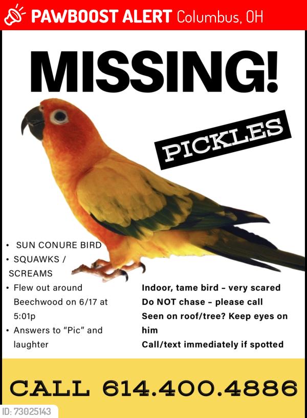 Lost Male Bird last seen beechwood rd, Columbus, OH 43227