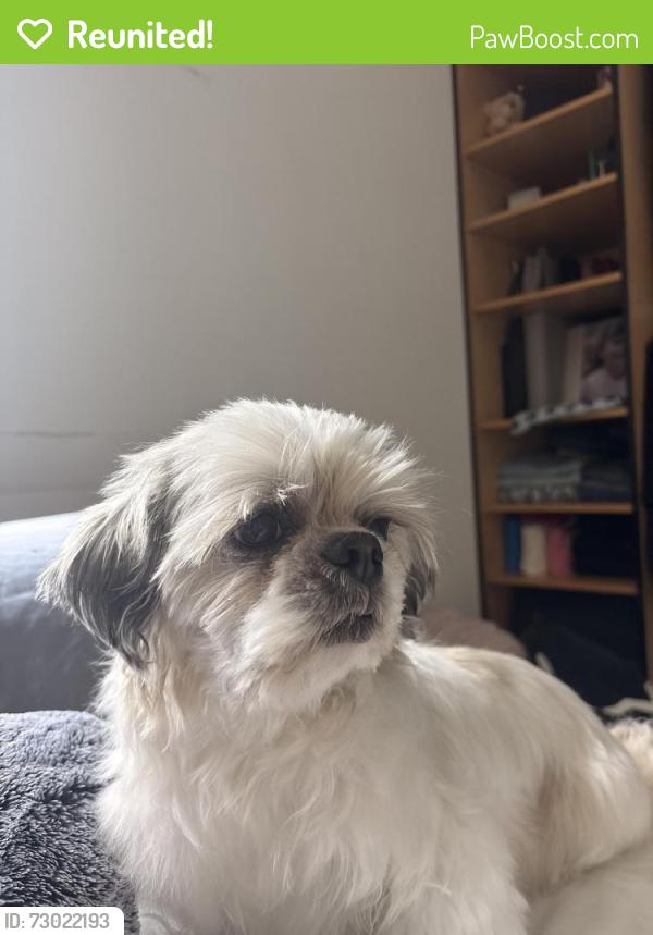 Reunited Male Dog last seen Near SW 138th St, Miami, FL 33176