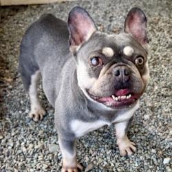Shelter Stray Female Dog last seen Near Derby Ave, Oakland, CA, 1101 29th Ave, Oakland, CA 94601, USA