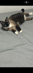 Lost Female Cat last seen Washington , Escondido, CA 92027