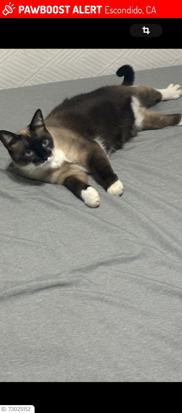 Lost Female Cat last seen Washington , Escondido, CA 92027