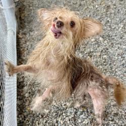 Shelter Stray Female Dog last seen Near Rilea Way, Oakland, CA, 1101 29th Ave, Oakland, CA 94601, USA