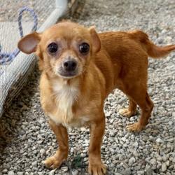 Shelter Stray Female Dog last seen Near Grand Ave, Oakland, CA, 1101 29th Ave, Oakland, CA 94601, USA