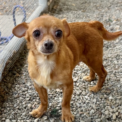 Shelter Stray Female Dog last seen Near Grand Ave, Oakland, CA, 1101 29th Ave, Oakland, CA 94601, USA