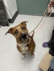 Shelter Stray Male Dog last seen , , CA, 1101 29th Ave, Oakland, CA 94601, USA