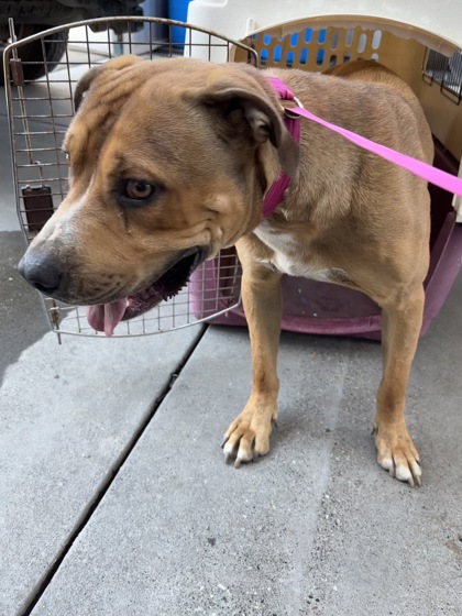 Shelter Stray Male Dog last seen Auberry Rd & Morgan Canyon Rd, Prather Zone Fresno CO 4 93651, CA, 1510 W Dan Ronquillo Dr, Fresno, CA 93706, USA