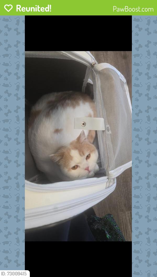 Reunited Male Cat last seen Northwood dr, Jacksonville, NC 28540